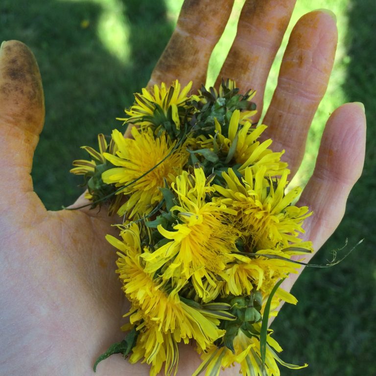 Dyeing with Dandelions