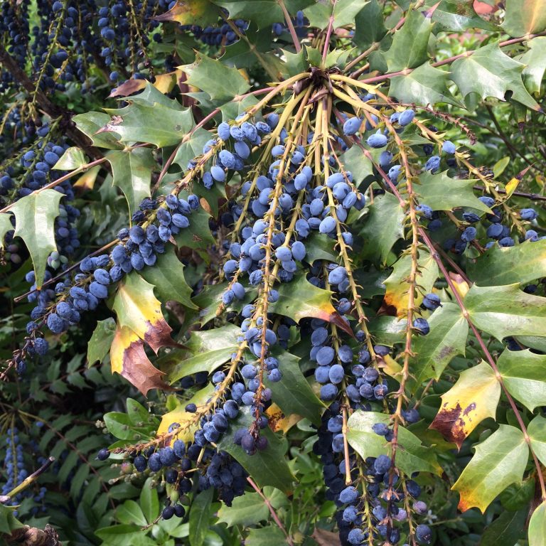 Dyeing with Mahonia berries