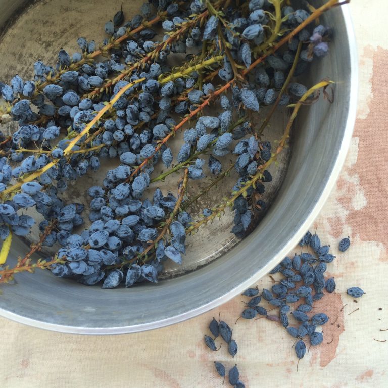 More experiments with Mahonia berries