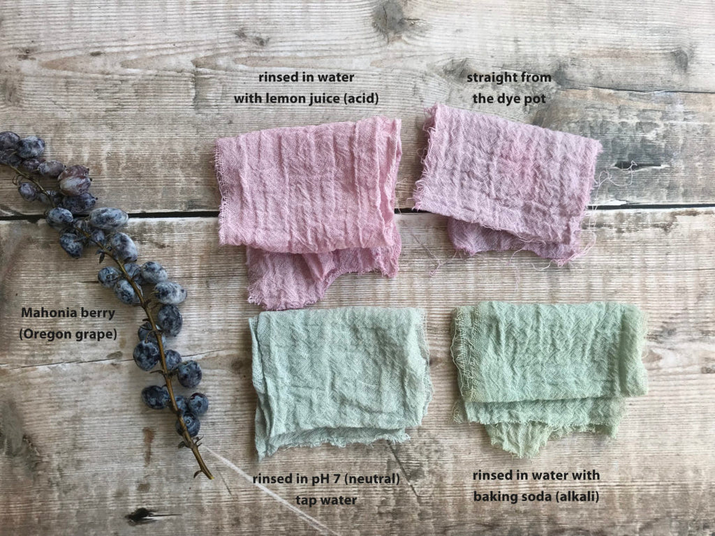 Dyeing with berries - Rebecca Desnos